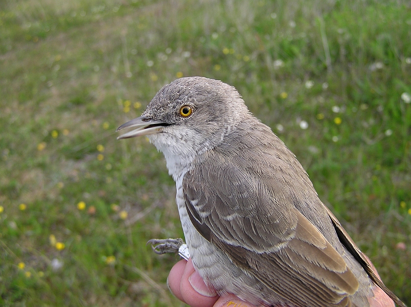 Barred Warbler, Sundre 20060604